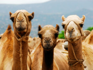 Camells dels Reis d'Orient