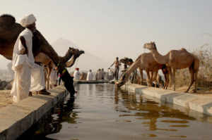 Camells bevent aigua